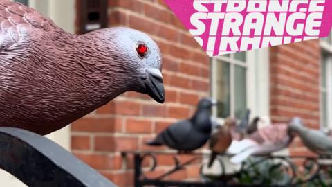 A plastic pigeon with red eyes and the Strange logo