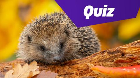 hedgehog on bark near leaves and a mushroom with the newsround quiz logo in the top right corner