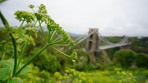 A wild Angelica plant not in bloom is in focus with Clifton Suspension Bridge blurred in the background. The day is grey and there's a water droplet on one of the stalks and a droplet ridden cobweb on another.