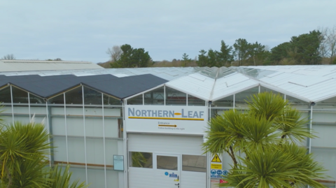 A row of greenhouses with the sign in the middle saying NORTHERN LEAF and a red arrow below that points right, with the word "entrance" above it. There are palm trees either side, grey skies and more trees behind the greenhouses in the distance