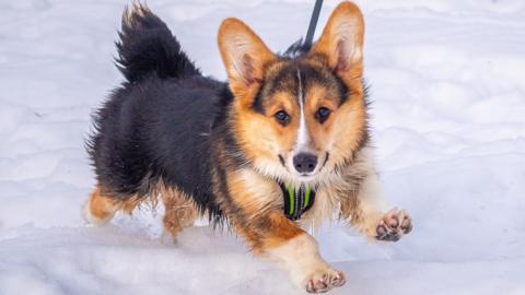 A dog in the snow