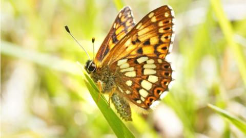 An orange, brown and yellow butterfly with a striped antennae sits on a blade of grass