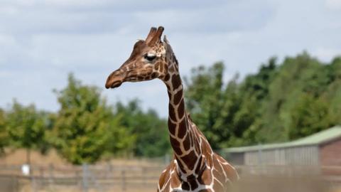 A reticulated Giraffe in Banham Zoo