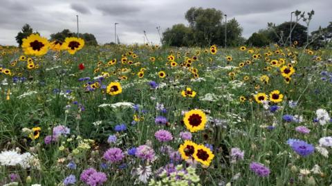 Wildflowers planted in the middle of a roundabout. They are a mixture of yellow, purple, blue and white.
