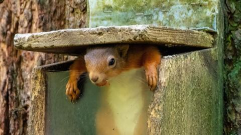 A red squirrel