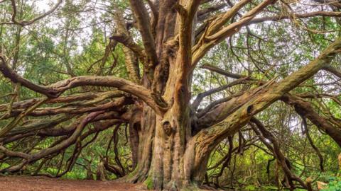 An ancient yew tree. 