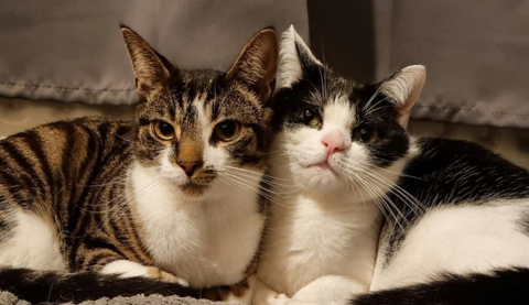 Two cats sat side-by-side