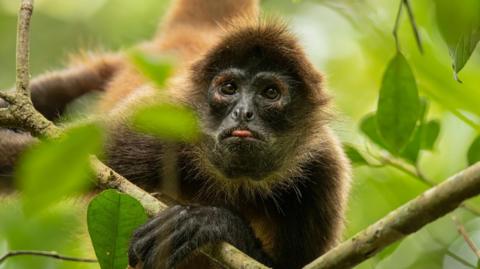 a spider monkey with it's tongue out