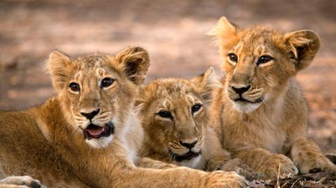 THREE LIONS