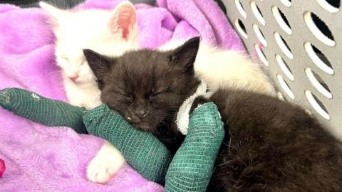 A white kitten and a black kitten asleep next to each other on a pink blanket. The black kitten has both of its front legs in green plaster casts while the white kitten has just one front leg in a green plaster cast.