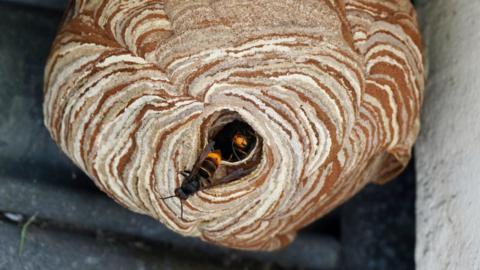 Two Asian hornets coming out the hole of a nest, which is stripes of browns and whites, in the corner of a building.