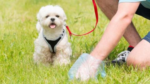 A small white dog wearing a harness and a red lead sits on green grass. Next to the dog, an unidentifiable person crouches down and reaches toward the ground with a hand inside a blue plastic bag, picking something up. Only the person’s legs and trainers are partially visible.