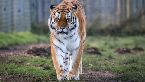 A photo of Tschuna walking around her enclosure at the park.