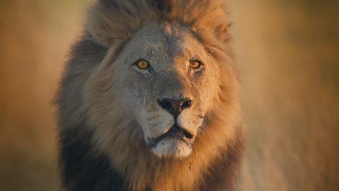 A male lion looks into the camera. His man is full and he has bright yellow eyes. He is one of the big cats filmed for new ý series Big Cats 24/7