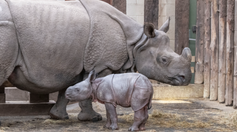 Pictured is a female adult Indian rhino with her calf inside a wooden and concrete enclosure.