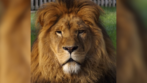 The image shows the face of a lion, with a large mane and sombre expression. Grass and white fences can be seen in the background.