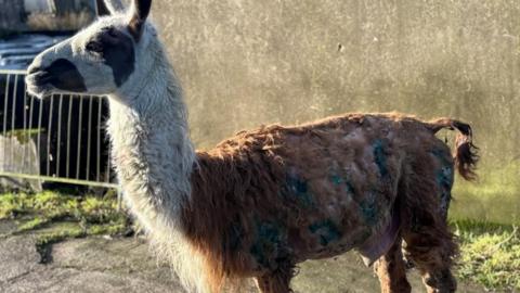 An injured llama stands in a farmyard. It's standing side on to the camera and has a white and chestnut coloured coat. Its coat is shaved in parts, and matted in blood in others. Blue markings from wound spray are dotted over its back and side.
