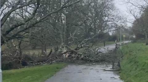 A fallen tree blocking a pathway in a park. 