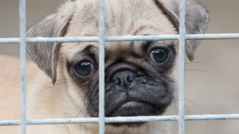 A dog is in a cage, looking directly at the camera through the metal grill