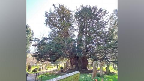 The yew tree standing in a cemetery. It has a fence around it and has a wide trunk and lots of branches.