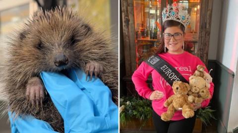 A split image showing two scenes. On the left, a close-up of a hedgehog being gently held by a person wearing bright blue protective gloves. On the right, a girl wearing a bright pink sweatshirt with white text, a large decorative crown, and a sash that reads “EUROPE” is holding three teddy bears of different sizes.