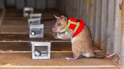 A rat with brown and white fur stands on its hind legs and is holding something in its paws up to its nose to sniff. It has a small silver cage in front of it and it is wearing a red and yellow jacket. 