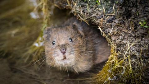 A water vole looks straight at the camera from his nest.