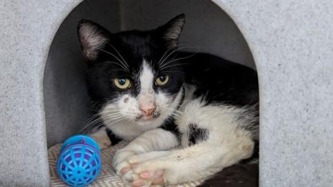 A black and white cat with some scabs under its nose lies curled up in a grey cat bed. A small blue ball is in the bed with him.