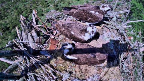 Birds-eye footage shows three adult ospreys in a nest. They have brown feathers on their bodies and black and white heads.