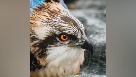 A close-up of an osprey pictured at Foulshaw Moss Nature Reserve in Cumbria. Just the head of the osprey is visible, with its beak pointing to the side of the frame and the orange eye looking down the camera. The plumage is a mixture of black, white and terracotta coloured feathers.