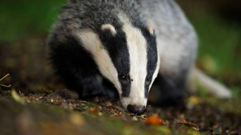 A badger sniffing the ground on a forest floor.