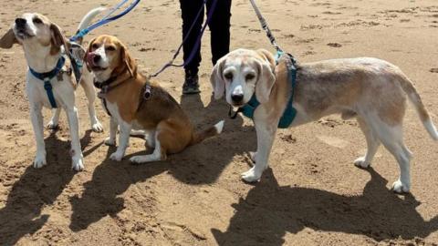 Three beagle dogs in harnesses and on leads stand side-by-side on a sandy beach.