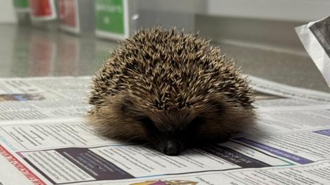 An ill hedgehog lies on a bed of newspaper