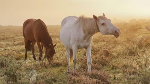 A white and a brown pony standing in the forest. They are surrounded by green heathland. One is grazing on grass. The sun is rising in the background and it is a bit misty.