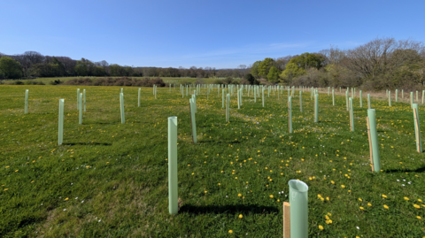 Wooden planks attached to green poles on the site of the future woodland. There are yellow dandelions and daisies in the grass. 