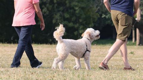 A light brown dog walking away from the camera in a park. Next to it are two men who can be seen from the behind walking away from the camera. The man on the left is wearing blue jeans and a pink T-shirt. The man on the right is wearing khaki shorts.