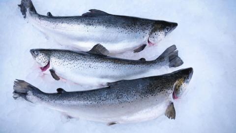 Farmed salmon