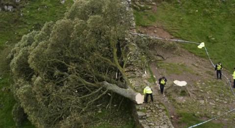 Aerial view of a large sycamore tree lying severed from its stump. It is lying partly over a stone wall and several police officers are nearby looking at it