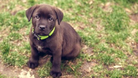A small brown puppy with a short coat sits on patchy grass and soil, wearing a bright green collar.