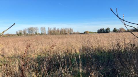 A field in Surrey, which is part of the green belt. Trees without leaves because of the winter in the distance. Branches and wild plants in the foreground.