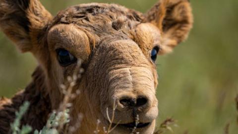 a newborn Saiga antelope in Kazakhstan