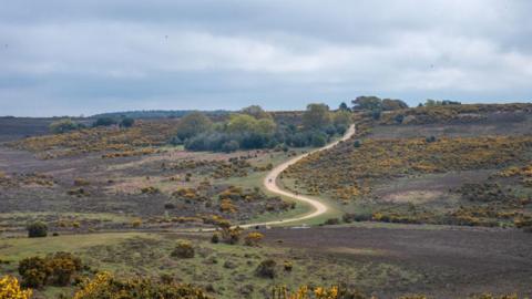 THURSDAY - New Forest