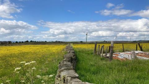 A dry stone wall leading into two fields with yellow buttercups in them and blue sky in the distance 