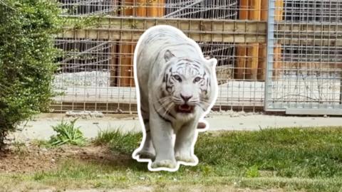 White tiger with dark grey stripe markings stands on grass looking to camera with his mouth open slightly.