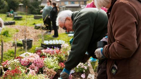An elderly man bends down and tends a colourful array of flowers in the sunshine. He wears a black fleece and and has white hair and gardening gloves.