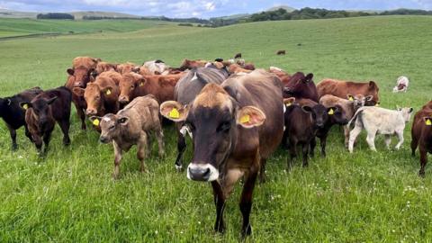 A herd of different coloured cows and calves mostly facing the camera in a small pasture in the Scottish borders.