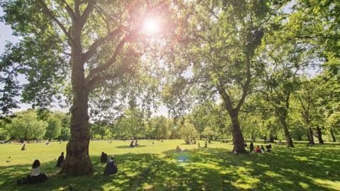 A sunny park with people having picnics under the trees