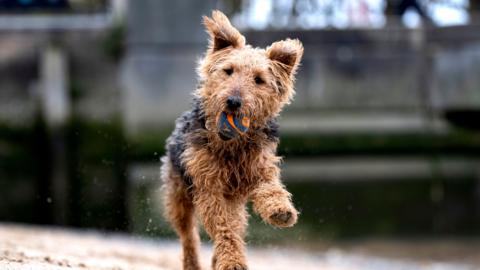 A brown dog running along a beach with a tennis ball in his mouth.