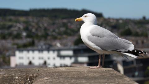 A gull sits on a wall in Inverness. The bird has a light gre back and wings and black and white tail feathers. It has an orange beak and one yellow eye is visible because it has been pictured in profile. Just out of focus behind the gull are buildings of Inverness.
