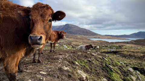 Cattle on Harris. Picture by Allan MacLeod.